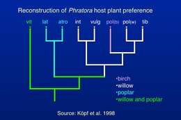 Image of Phratora