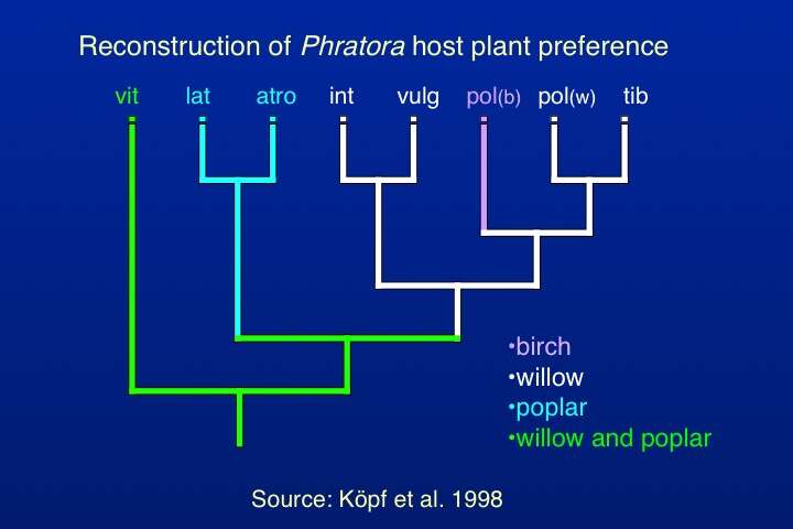 Image of Phratora