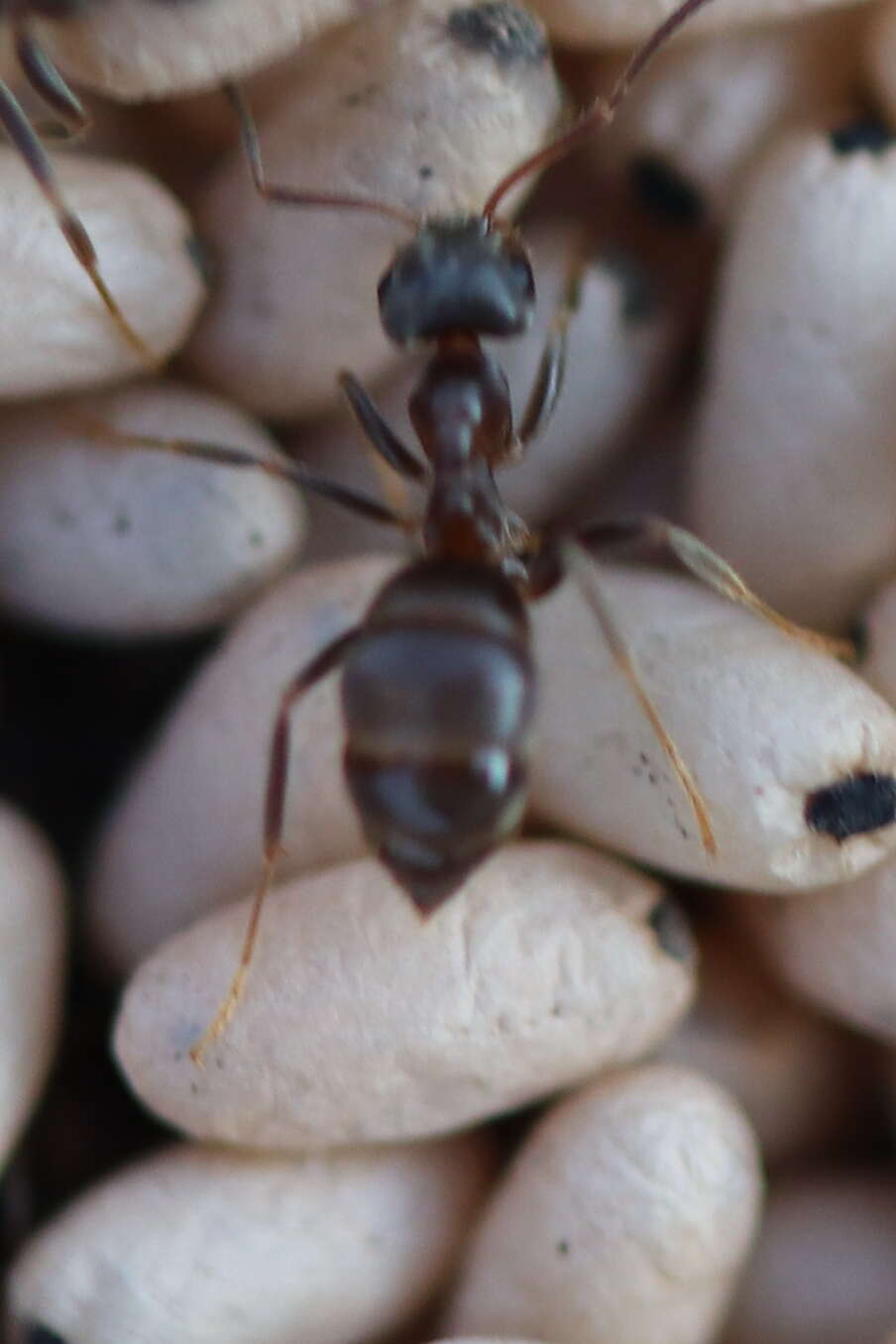 Image of Small black ant