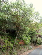 Image of Lithocarpus glaber (Thunb.) Nakai