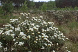 Imagem de Rhododendron tomentosum (Stokes) Harmaja