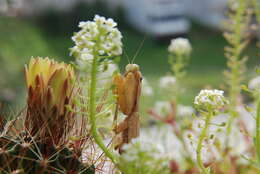 Image of African mantis