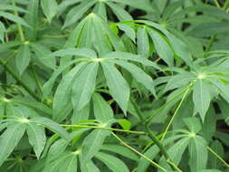 Image of cassava