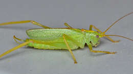 Image of Drumming Katydid