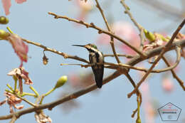 Image of Black-throated Mango