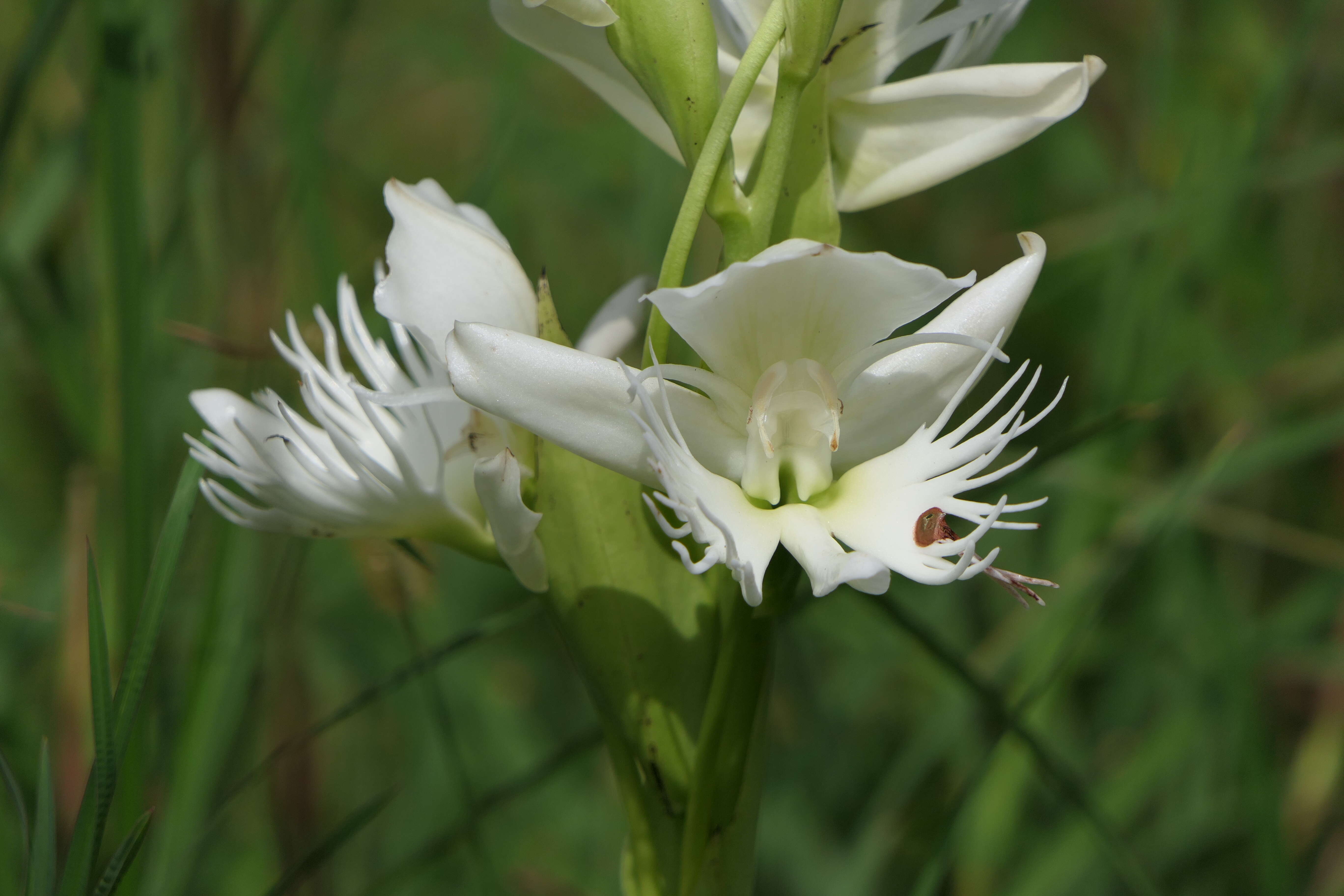 Слика од Pecteilis gigantea (Sm.) Raf.