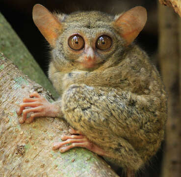 Image of tarsier