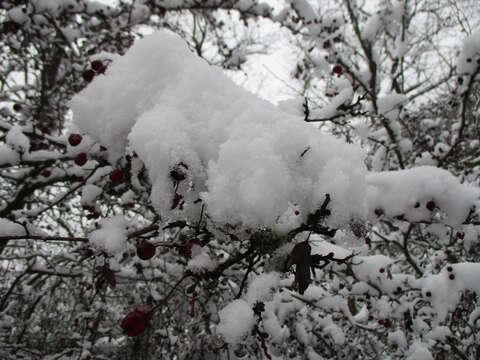 Image of Common Hawthorn