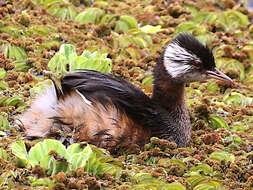 Image of White-tufted Grebe