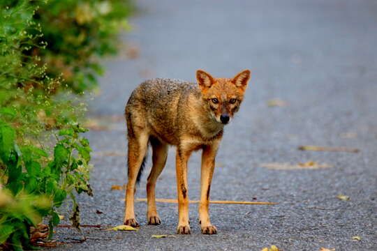 Image of Indian jackal