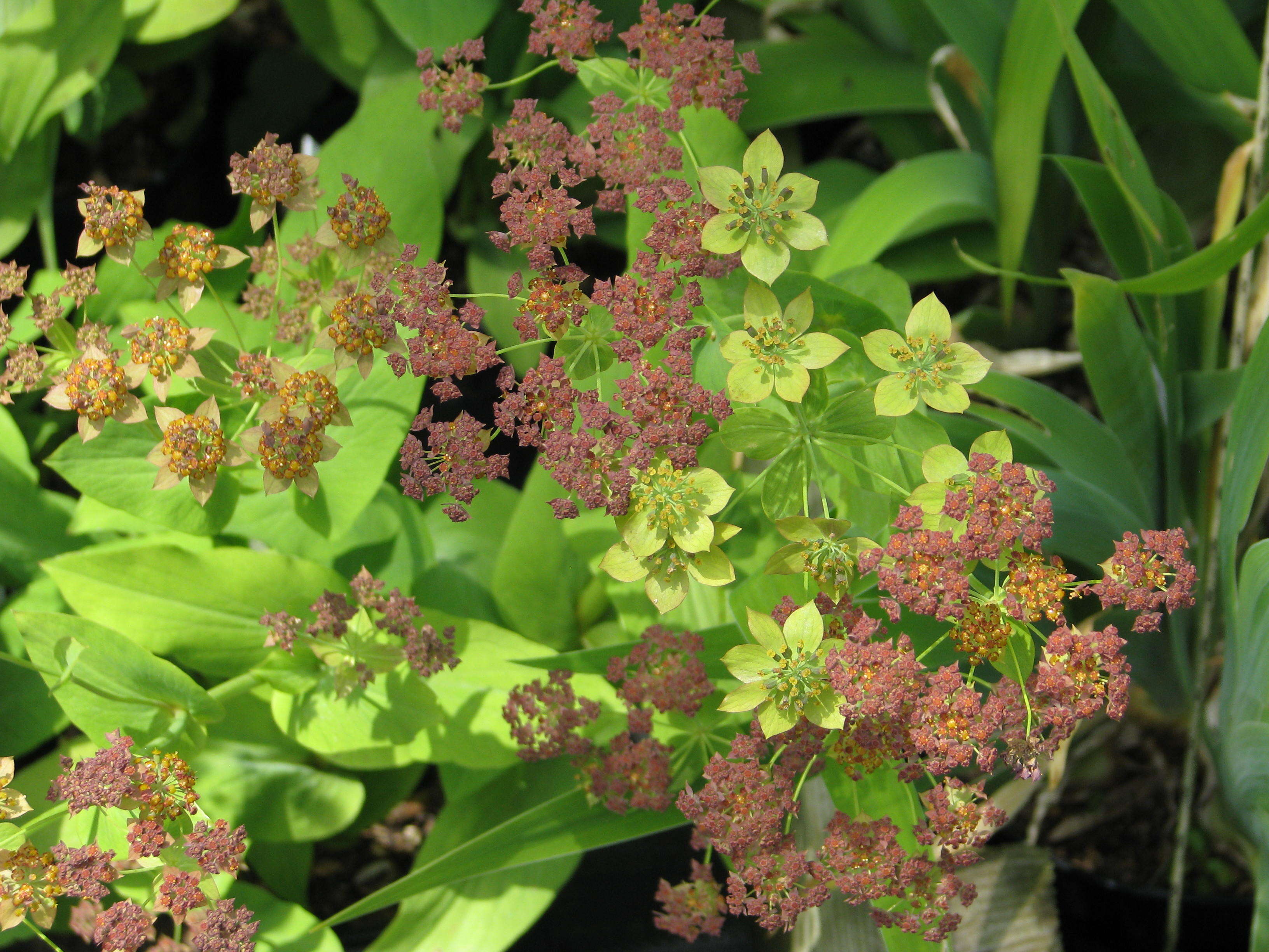 Bupleurum angulosum L. resmi