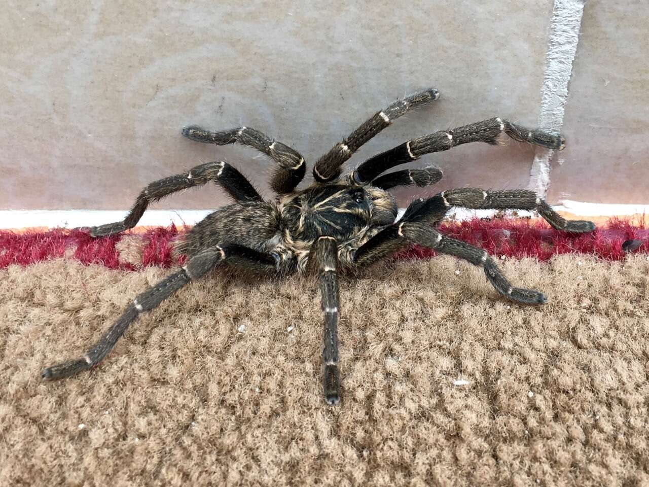 Image of Killimanjaro Baboon Tarantula