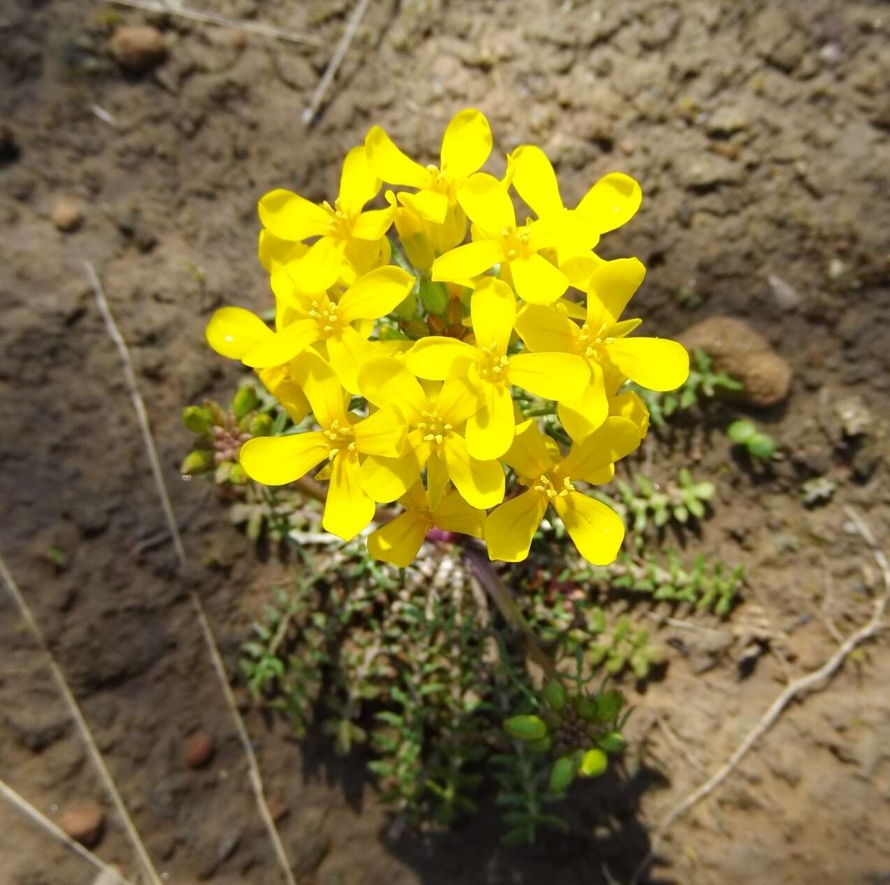 Image of golden selenia