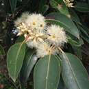 Image of Eucalyptus placita L. A. S. Johnson & K. D. Hill