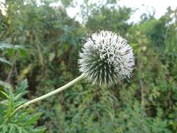 Image of tall globethistle