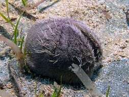 Image of purple heart urchin