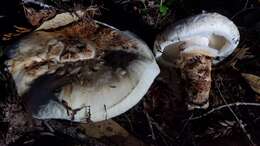 Image of White Matsutake