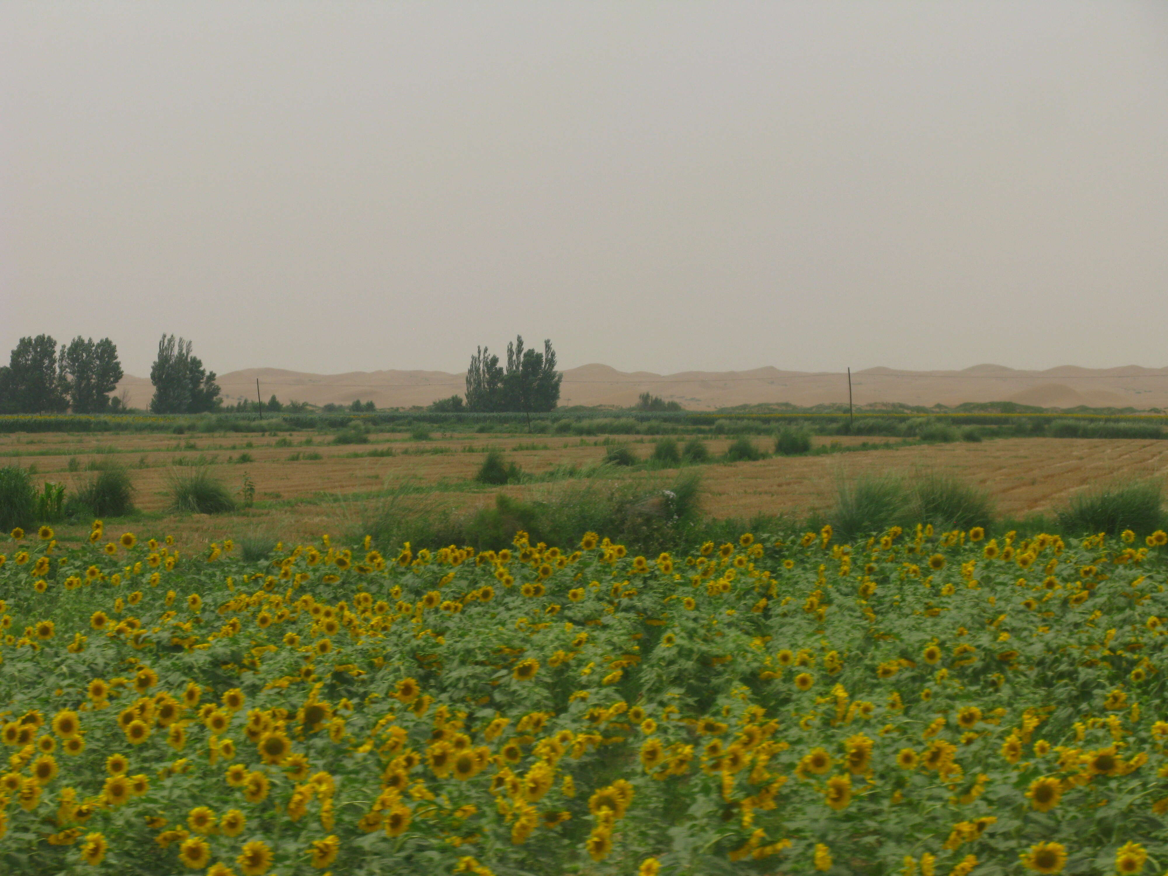 Image of common sunflower