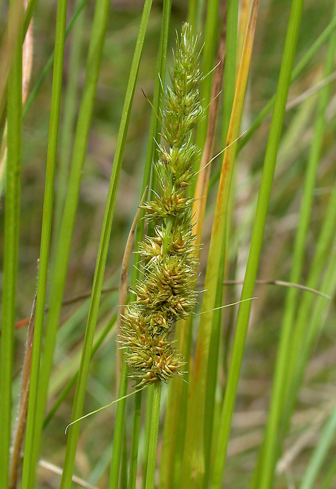 Image of Brown fox sedge