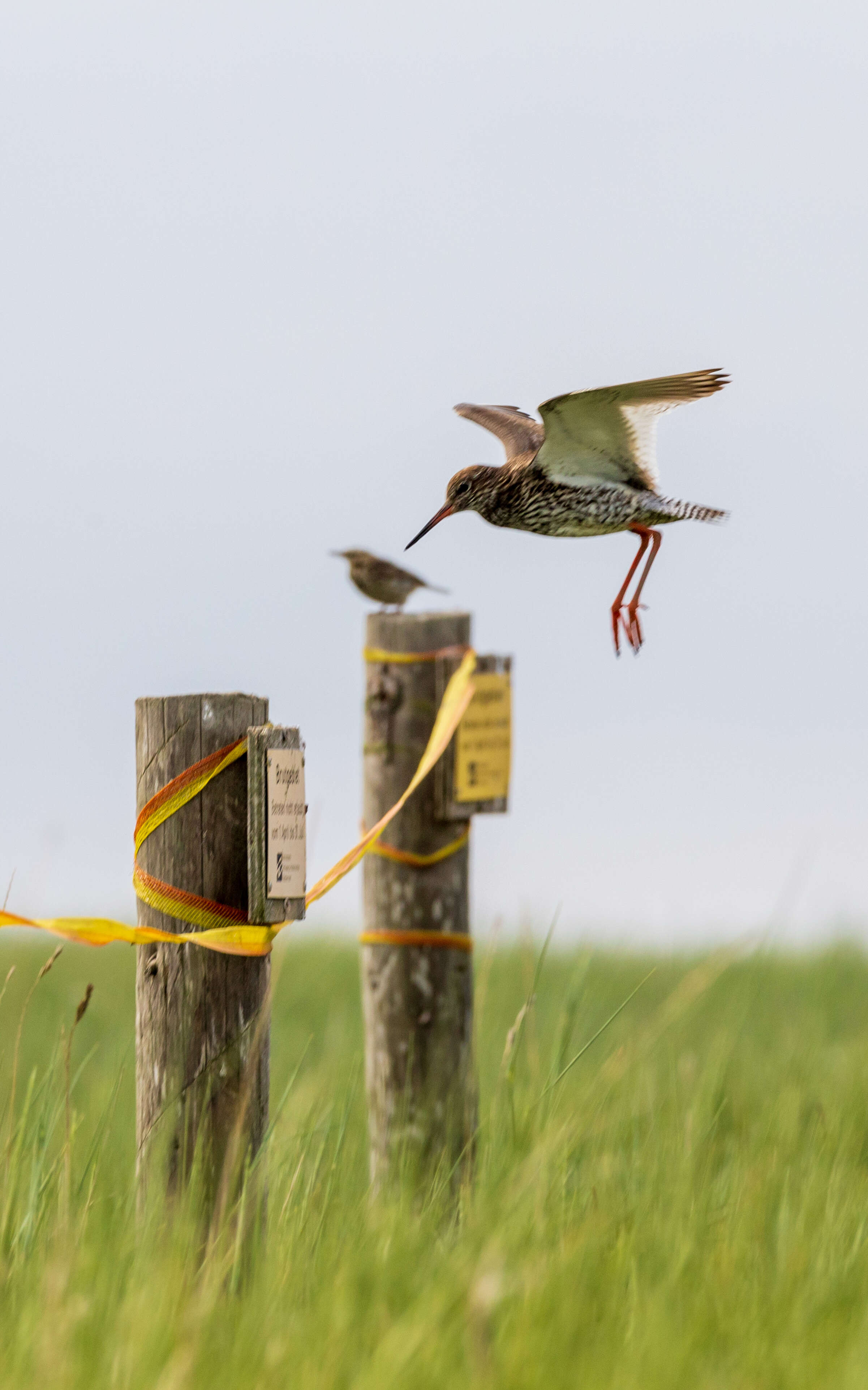 Image of Common Redshank