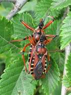 صورة Rhynocoris iracundus (Poda 1761)