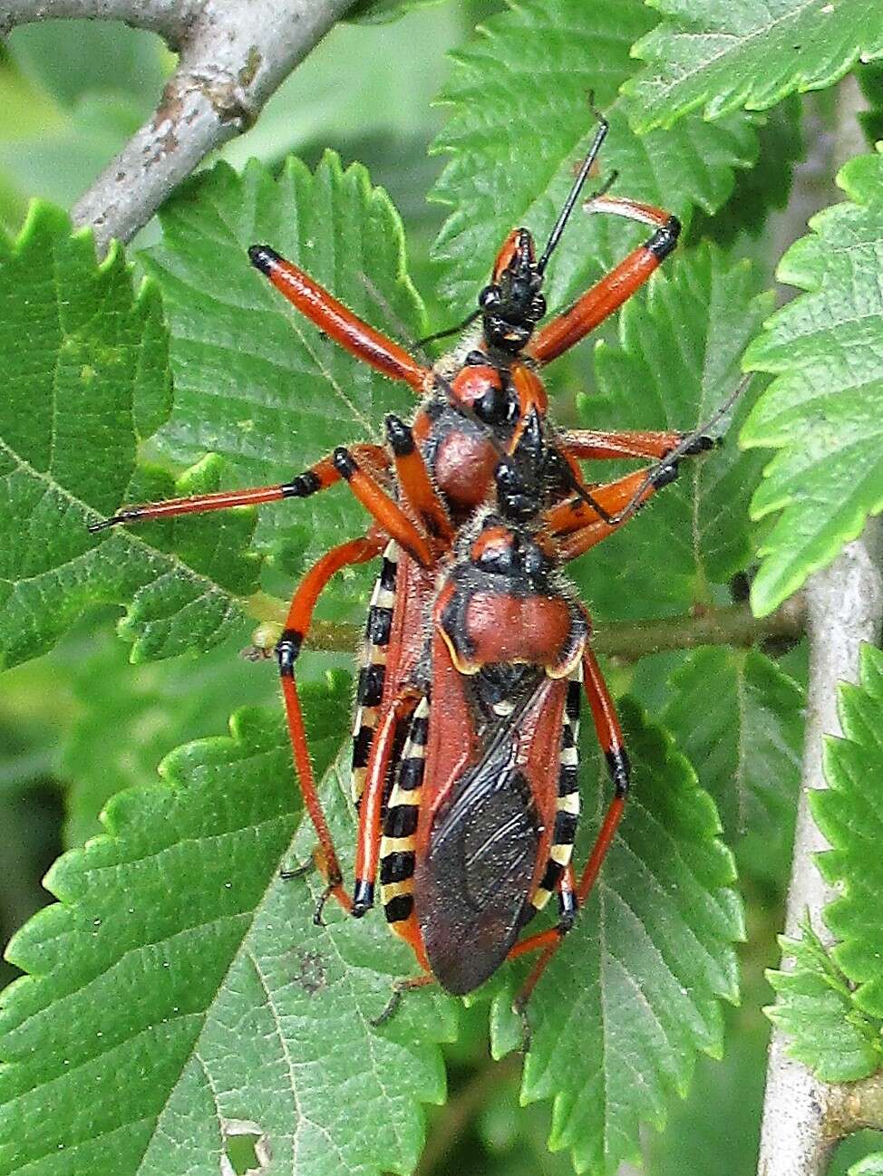 صورة Rhynocoris iracundus (Poda 1761)