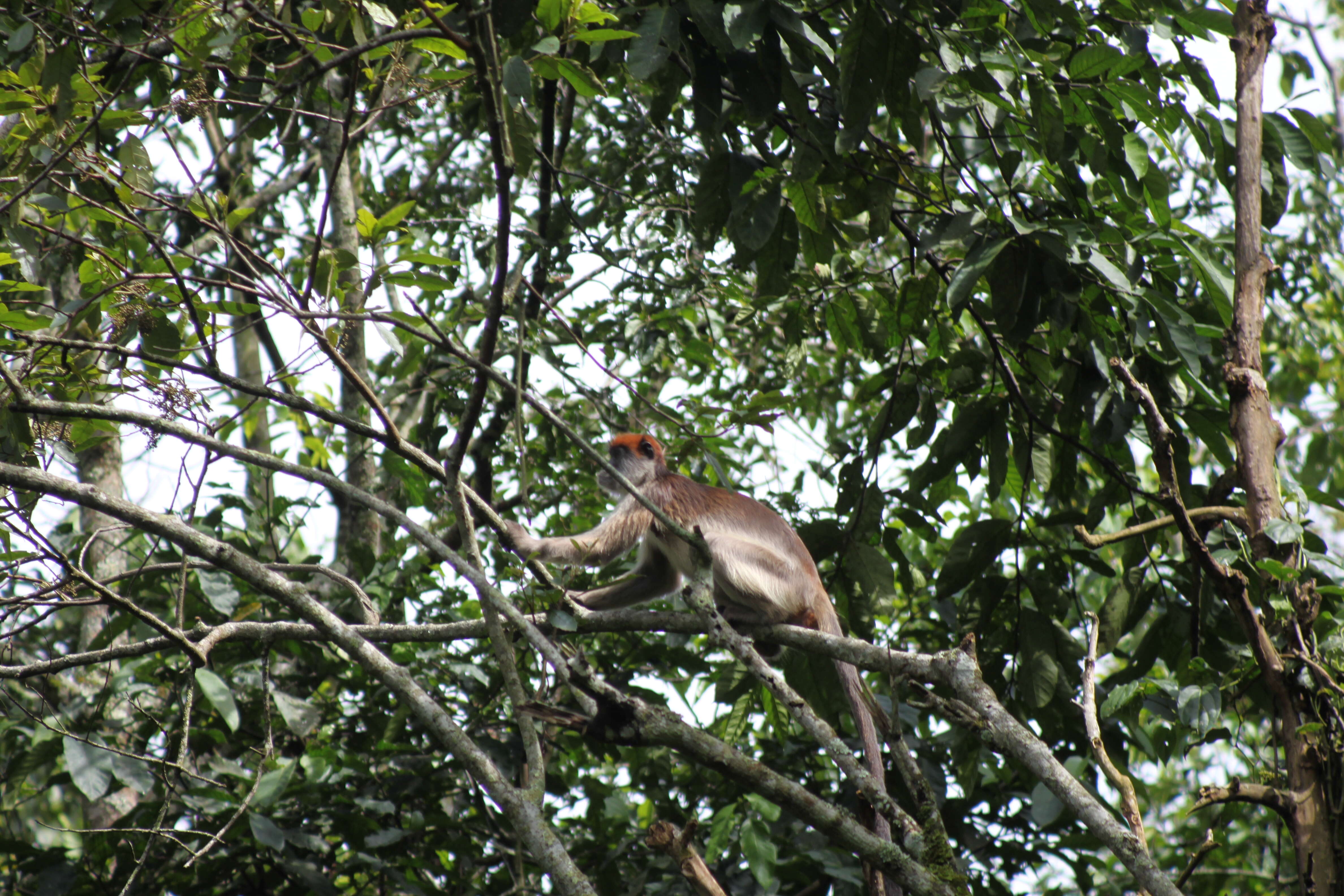 Image of Ashy Red Colobus