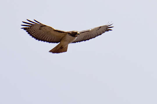 Image of Eastern Red-tailed Hawk