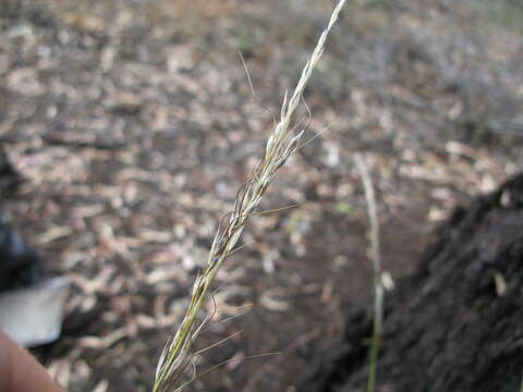 Image of Austrostipa setacea (R. Br.) S. W. L. Jacobs & J. Everett