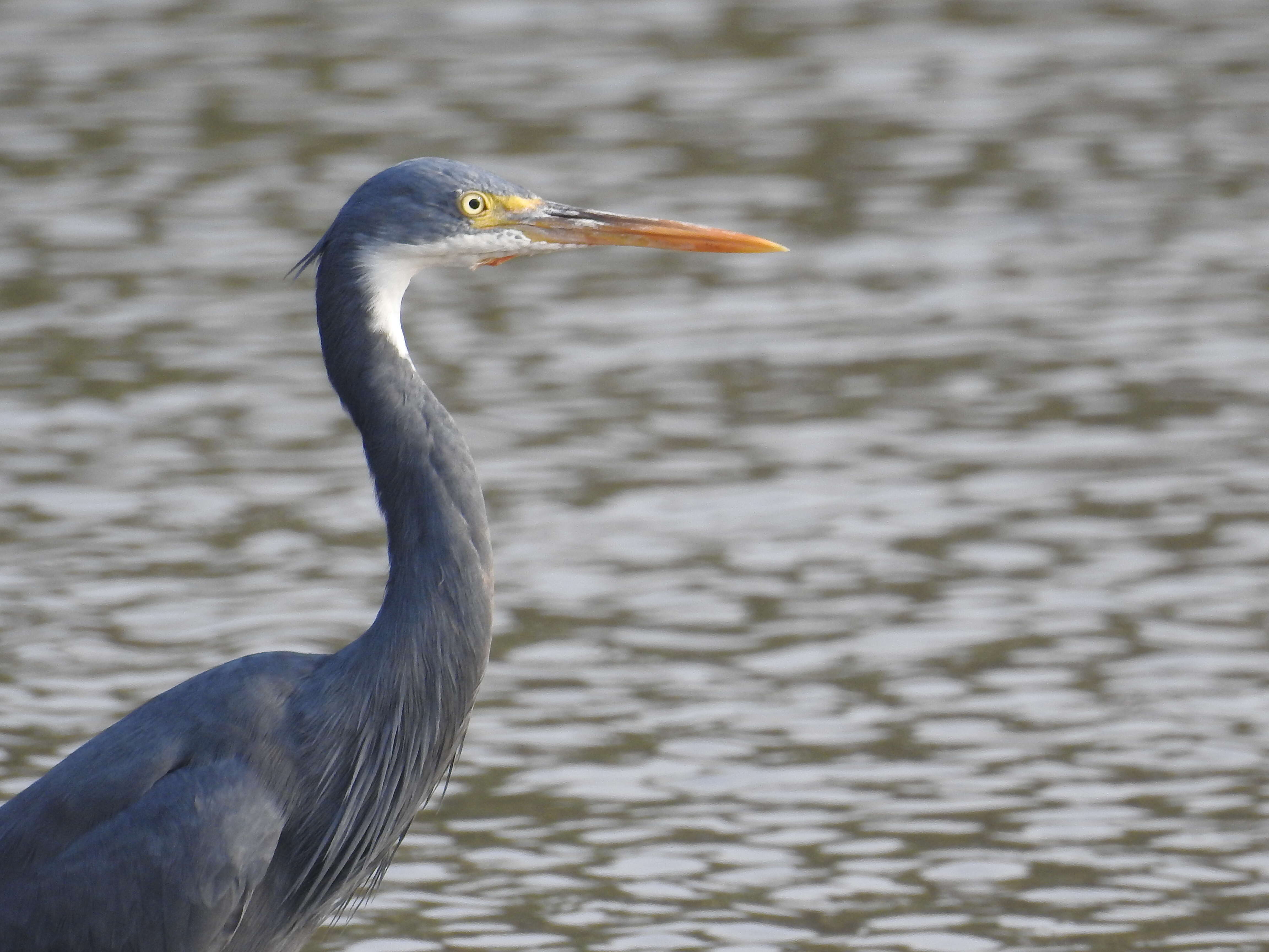 Image of Western Reef Heron