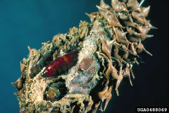 Image of Webbing Coneworm Moth