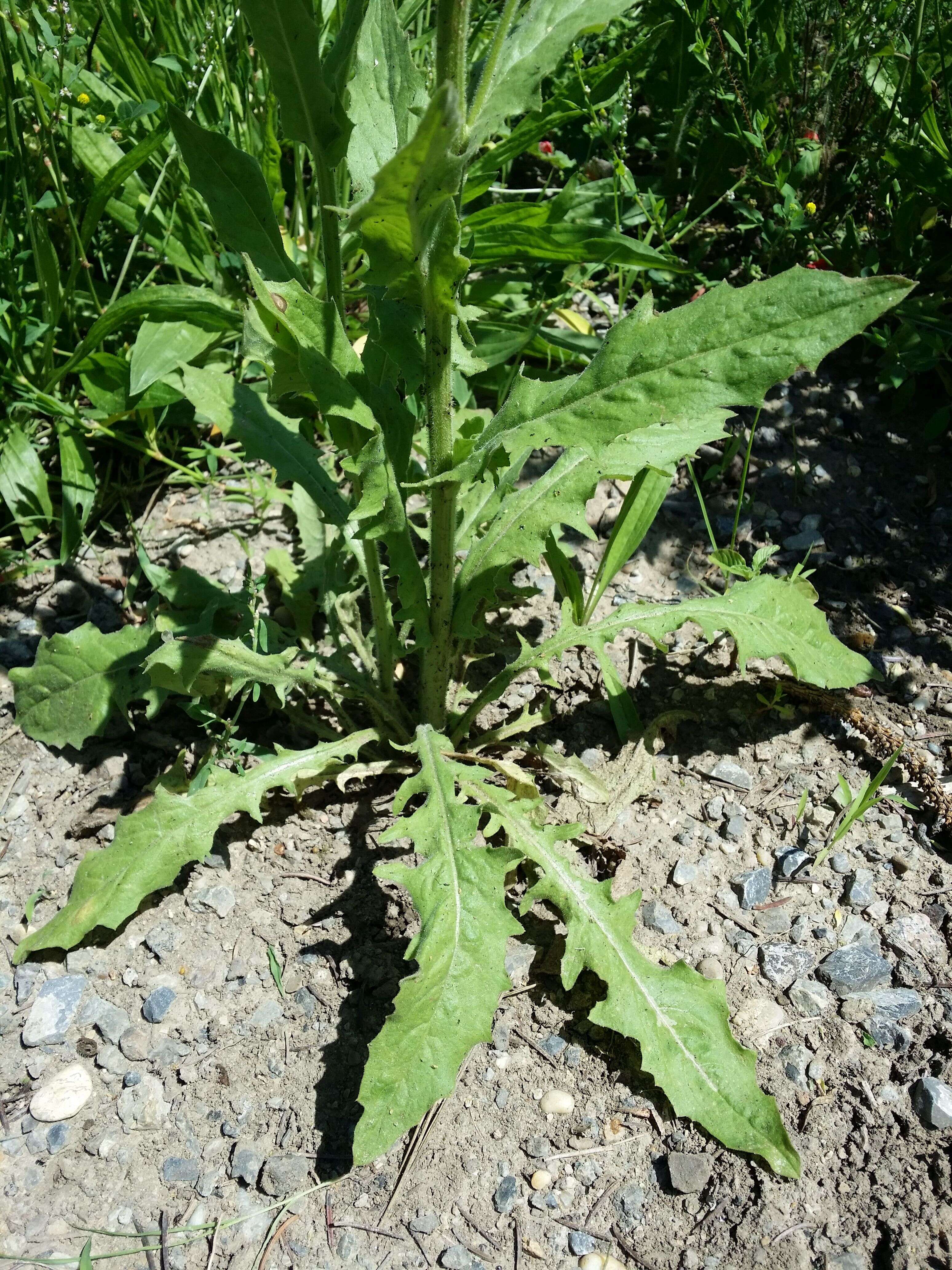 Image of smallflower hawksbeard