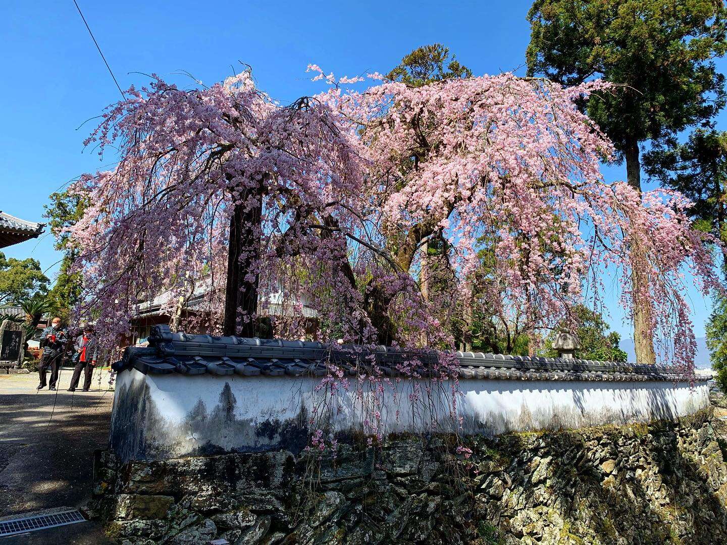 Plancia ëd Prunus subhirtella Miq.