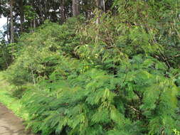 Image de Calliandra houstoniana (Mill.) Standl.