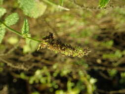 Image of Apple Mint