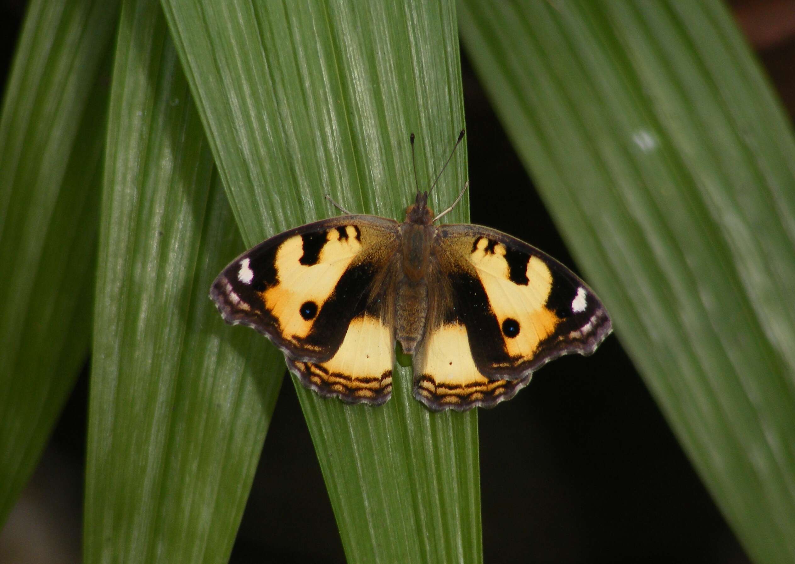 Imagem de Junonia hierta Fabricius 1798