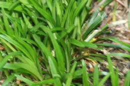 Image of Big blue lilyturf'