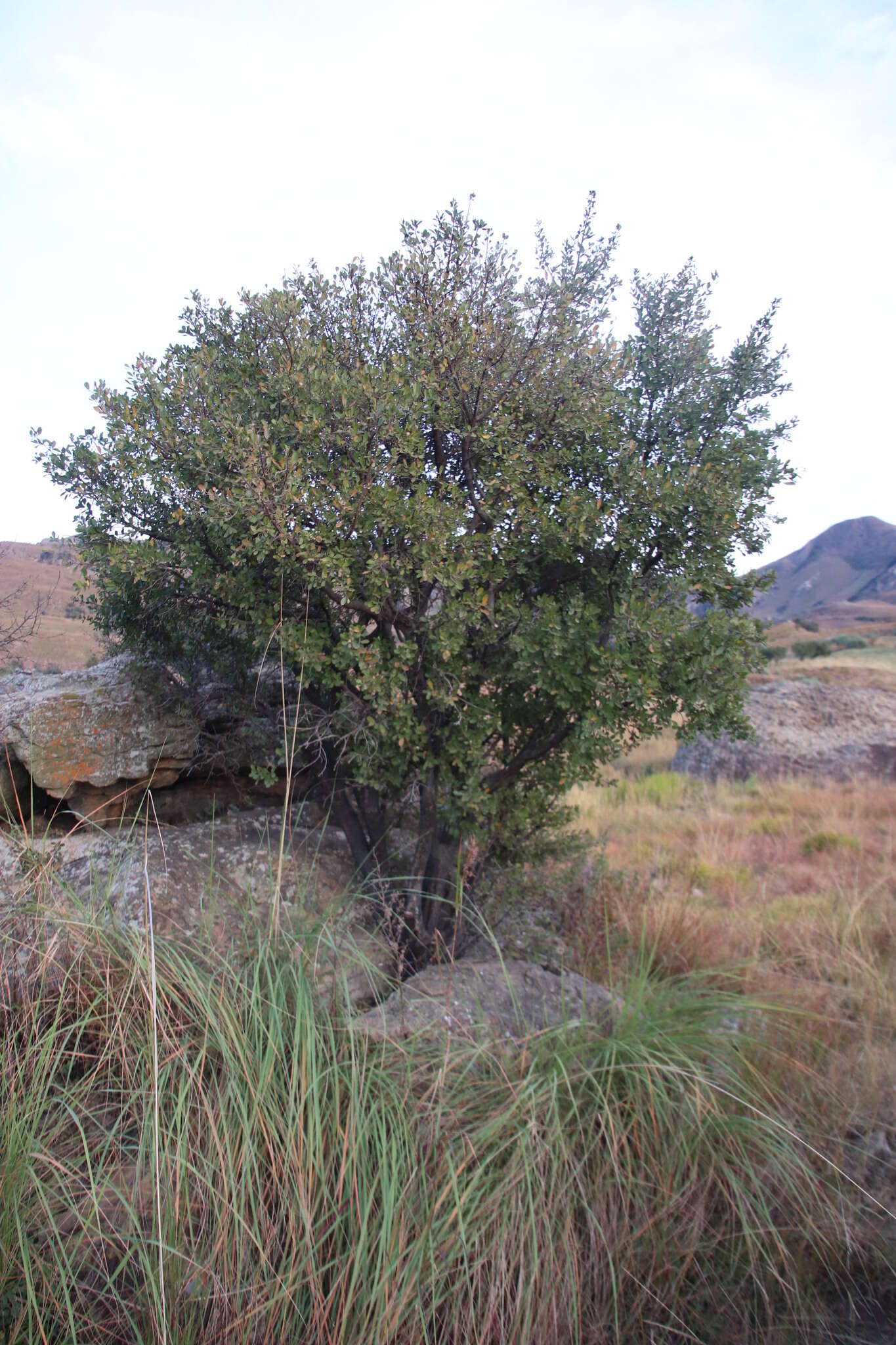 Image of Blue Bush