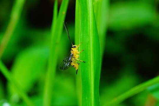 Image of Parasitoid wasp