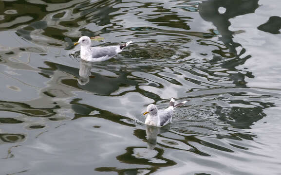 Image of Short-billed Gull