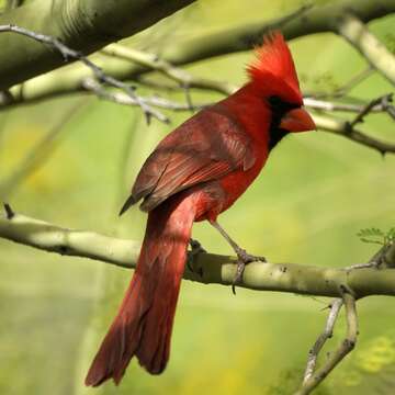 Image of Cardinalis Bonaparte 1838