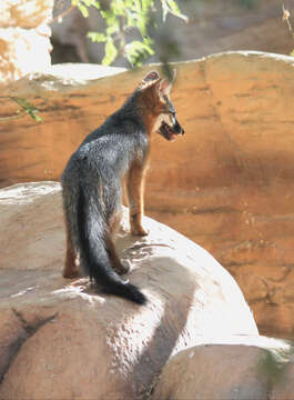 Image of Grey Foxes