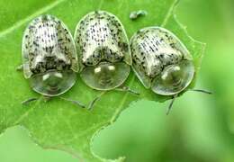 Image of Beet tortoise beetle