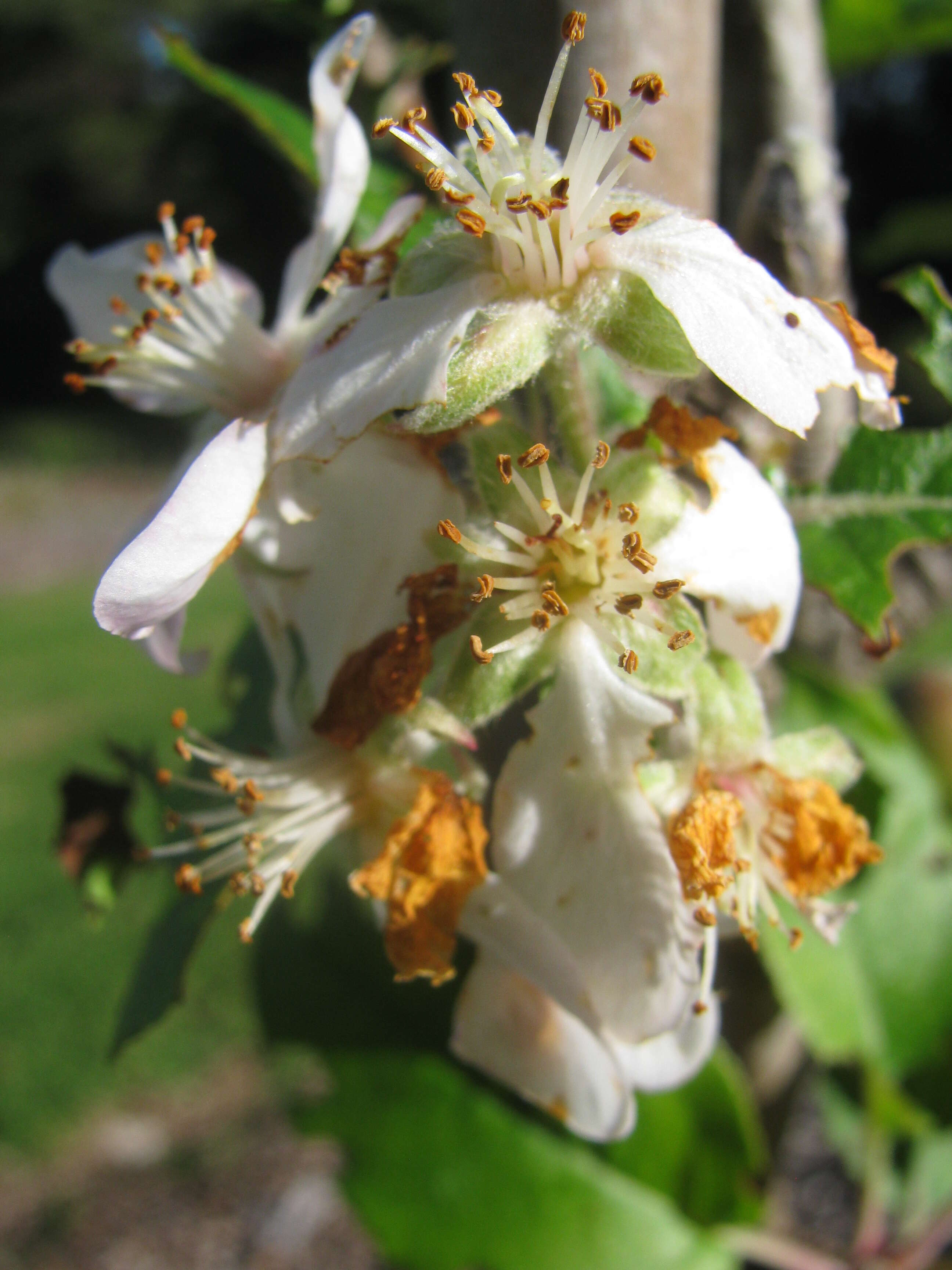 Image of paradise apple