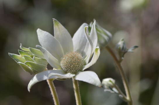 Image of Actinotus helianthi Labill.