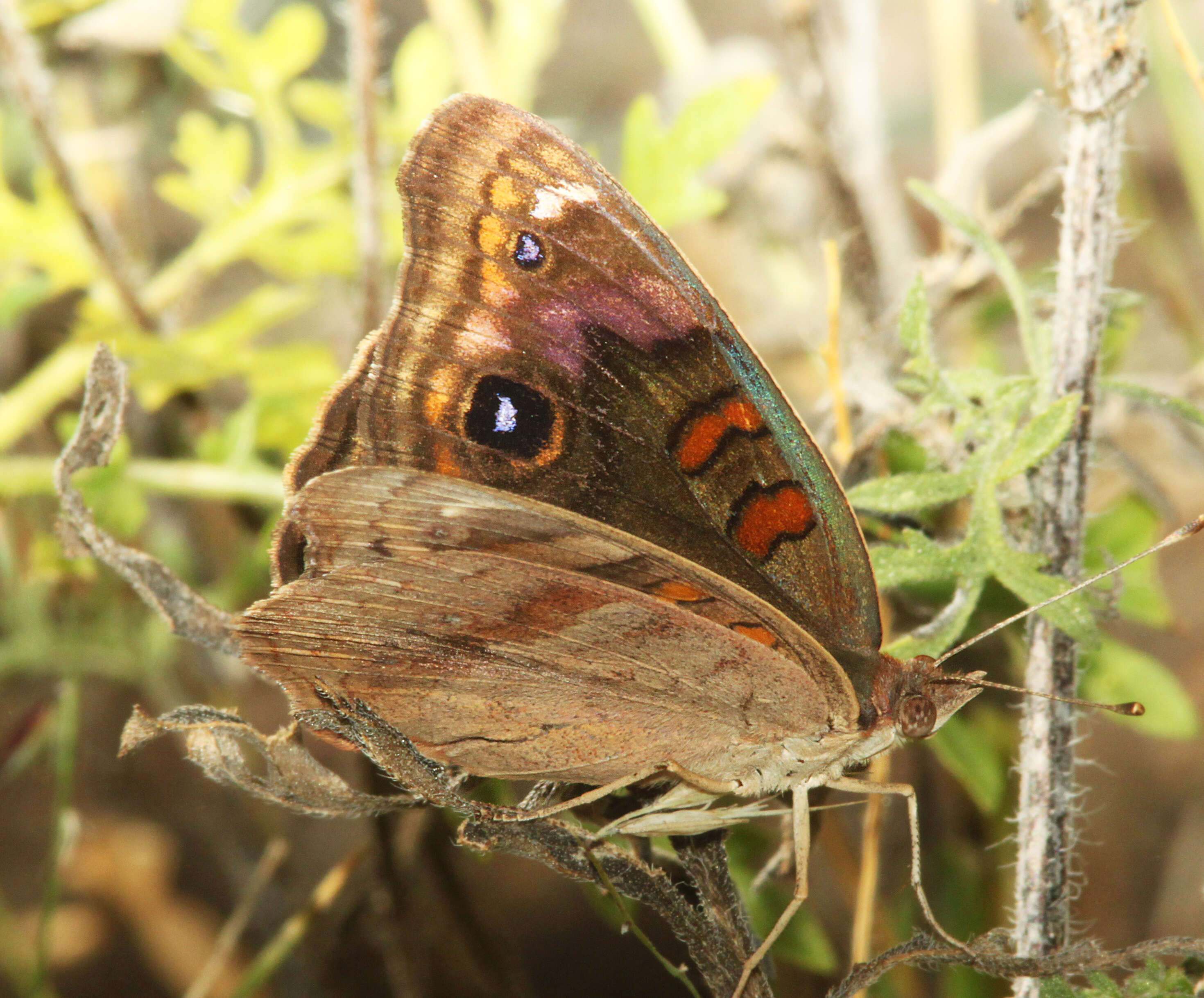 Image of Junonia nigrosuffusa Barnes & McDunnough 1916