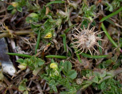 Image of Mediterranean medick