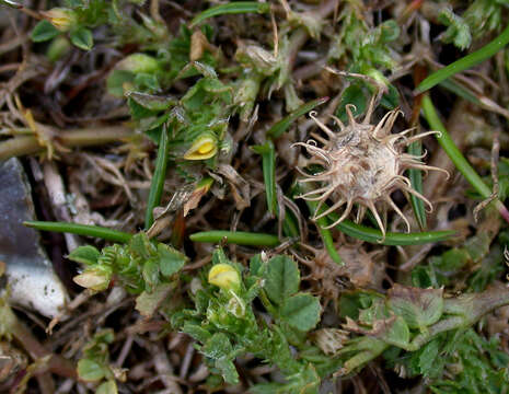 Image of Mediterranean medick