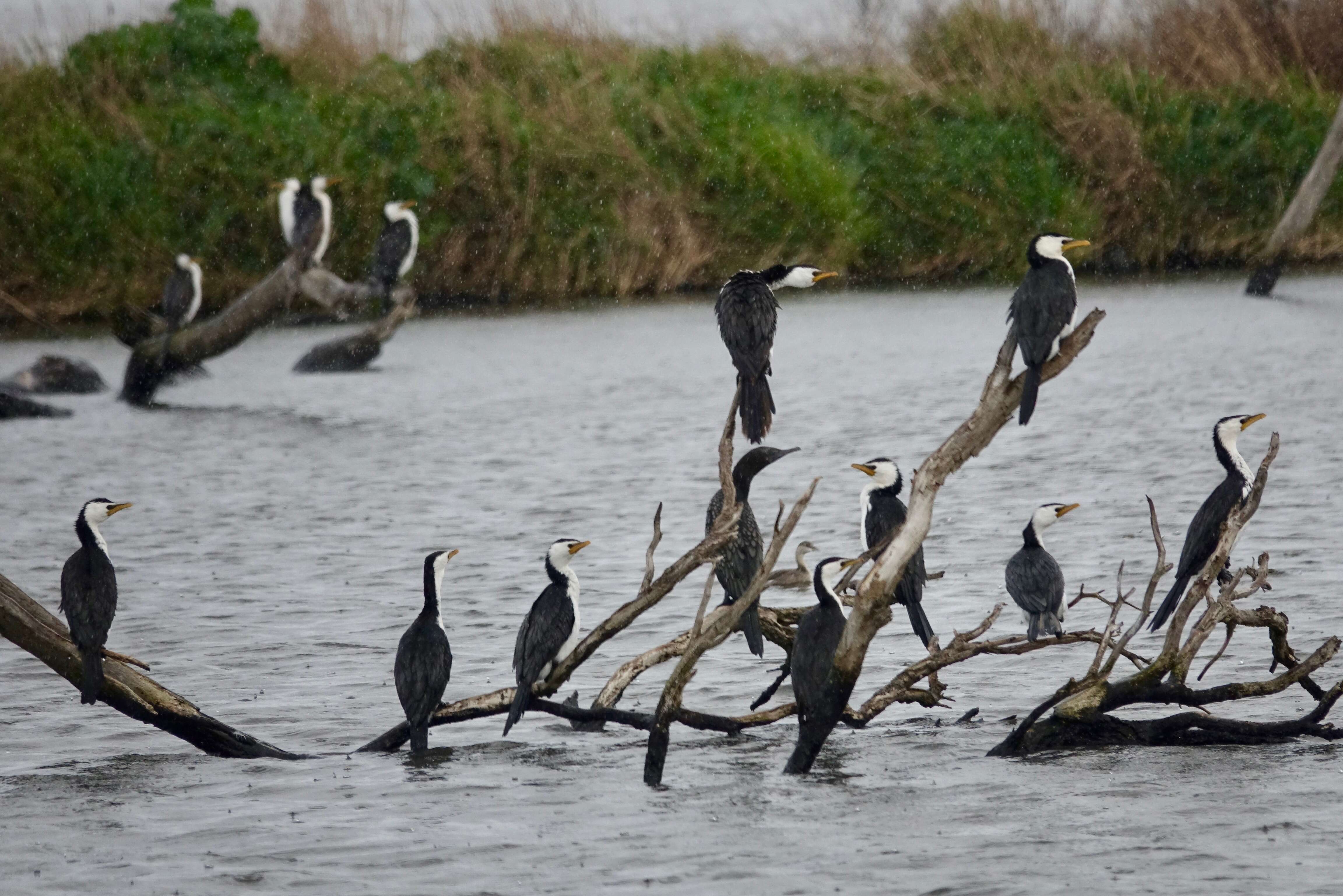 Image of Little Pied Cormorant