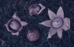 Image of Collared Earthstar